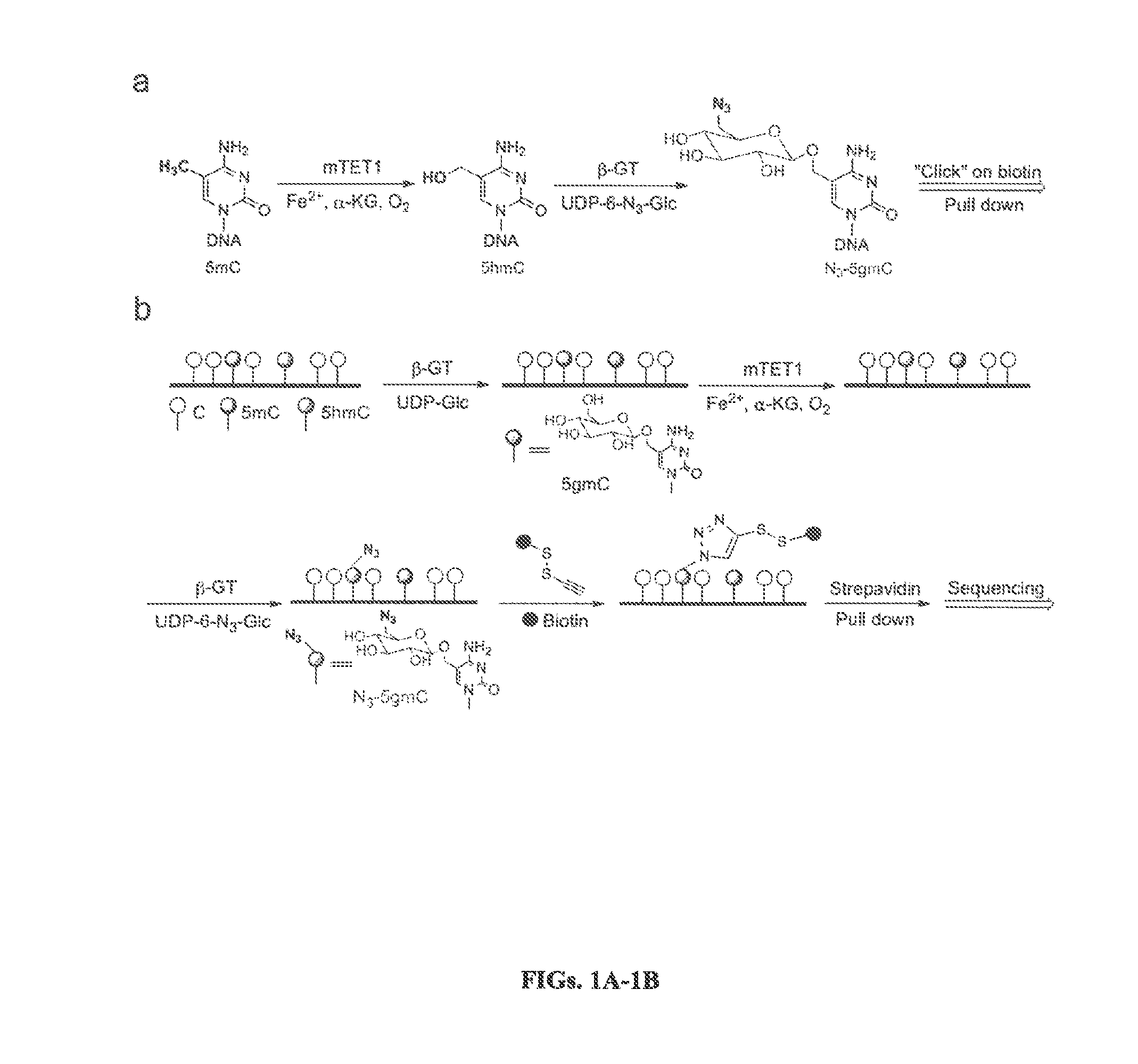 COMPOSITION AND METHODS RELATED TO MODIFICATION OF 5-METHYLCYTOSINE (5-mC)