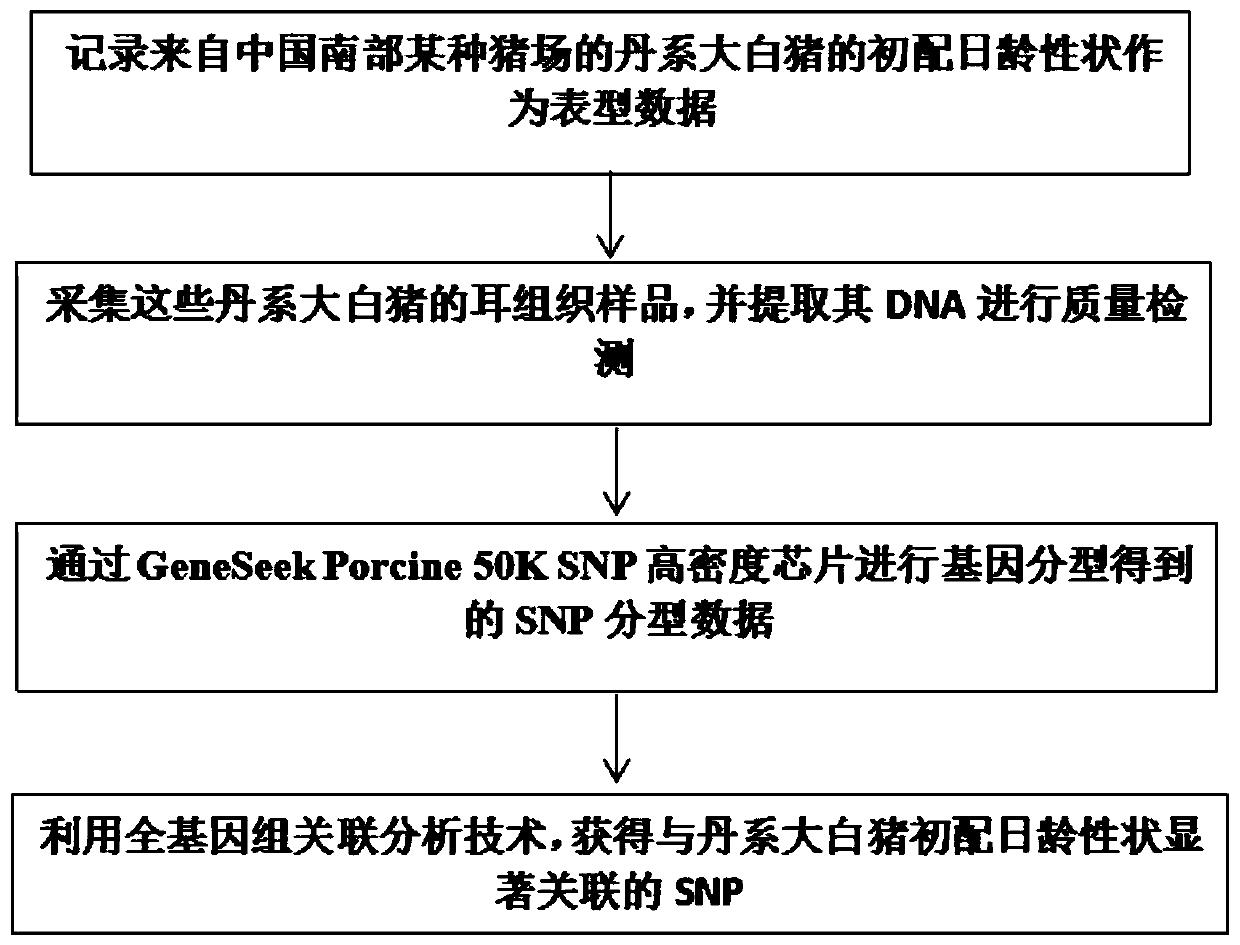 SNP (single nucleotide polymorphism) molecular marker related to primary mating day-age characters of sow