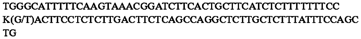 SNP (single nucleotide polymorphism) molecular marker related to primary mating day-age characters of sow