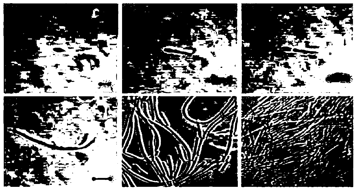 A real-time observation method of single cell of spore-forming bacteria