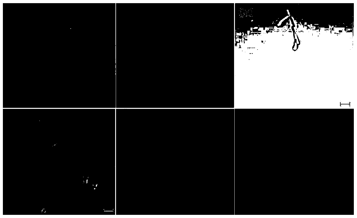 A real-time observation method of single cell of spore-forming bacteria