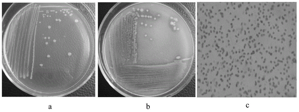 Pantoea dispersa and applications thereof