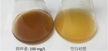 Gene for degrading tetracycline antibiotics and enzyme protein encoded by gene