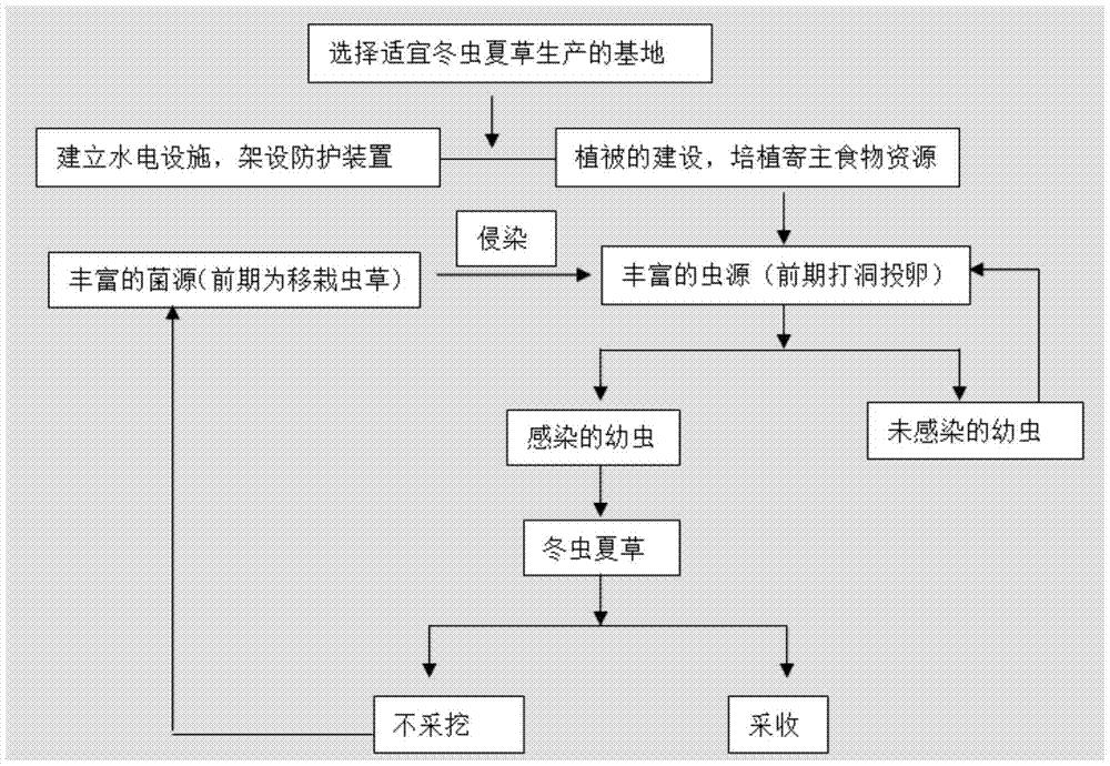 A method for sustainable high-yield wild Cordyceps sinensis in alpine regions