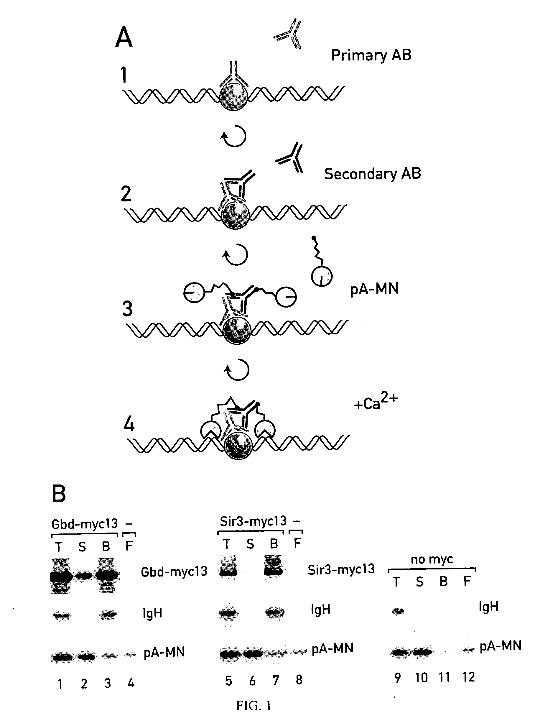 Mapping of proteins along chromatin by chromatin cleavage