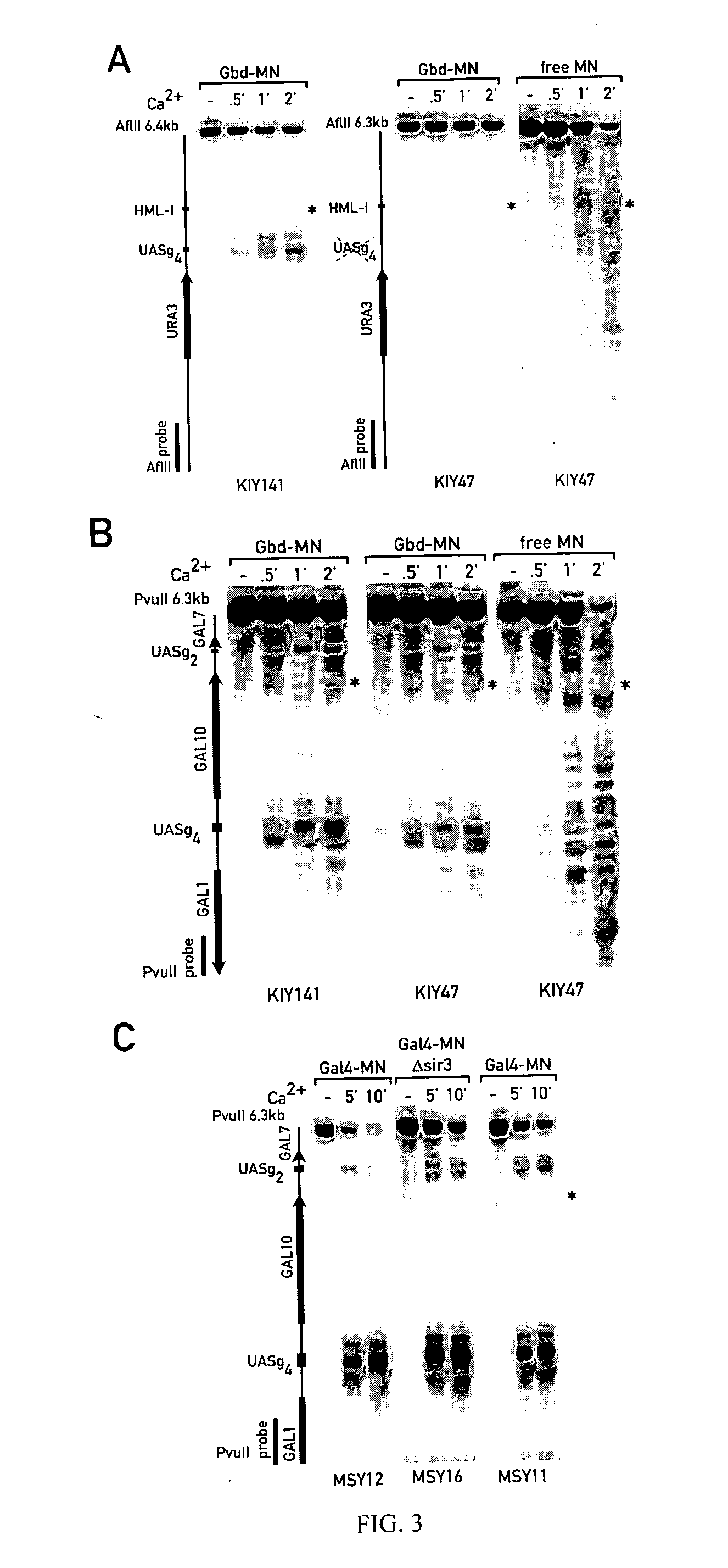 Mapping of proteins along chromatin by chromatin cleavage