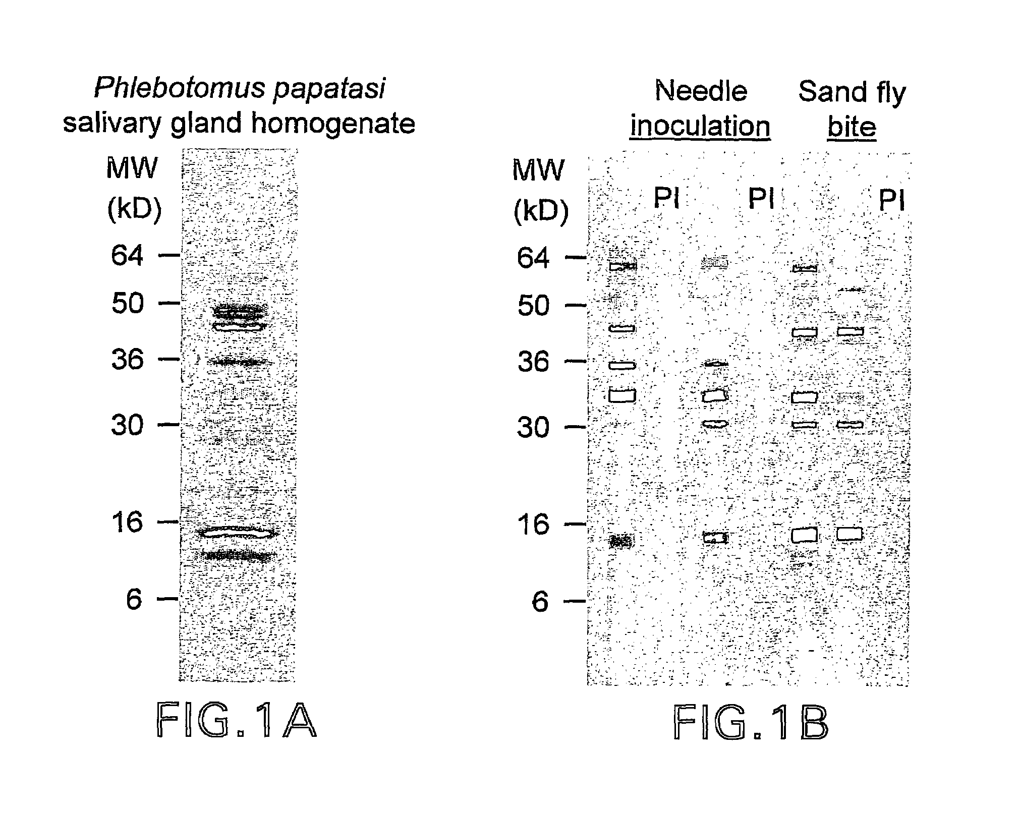 Anti-arthropod vector vaccines method of selecting and uses thereof
