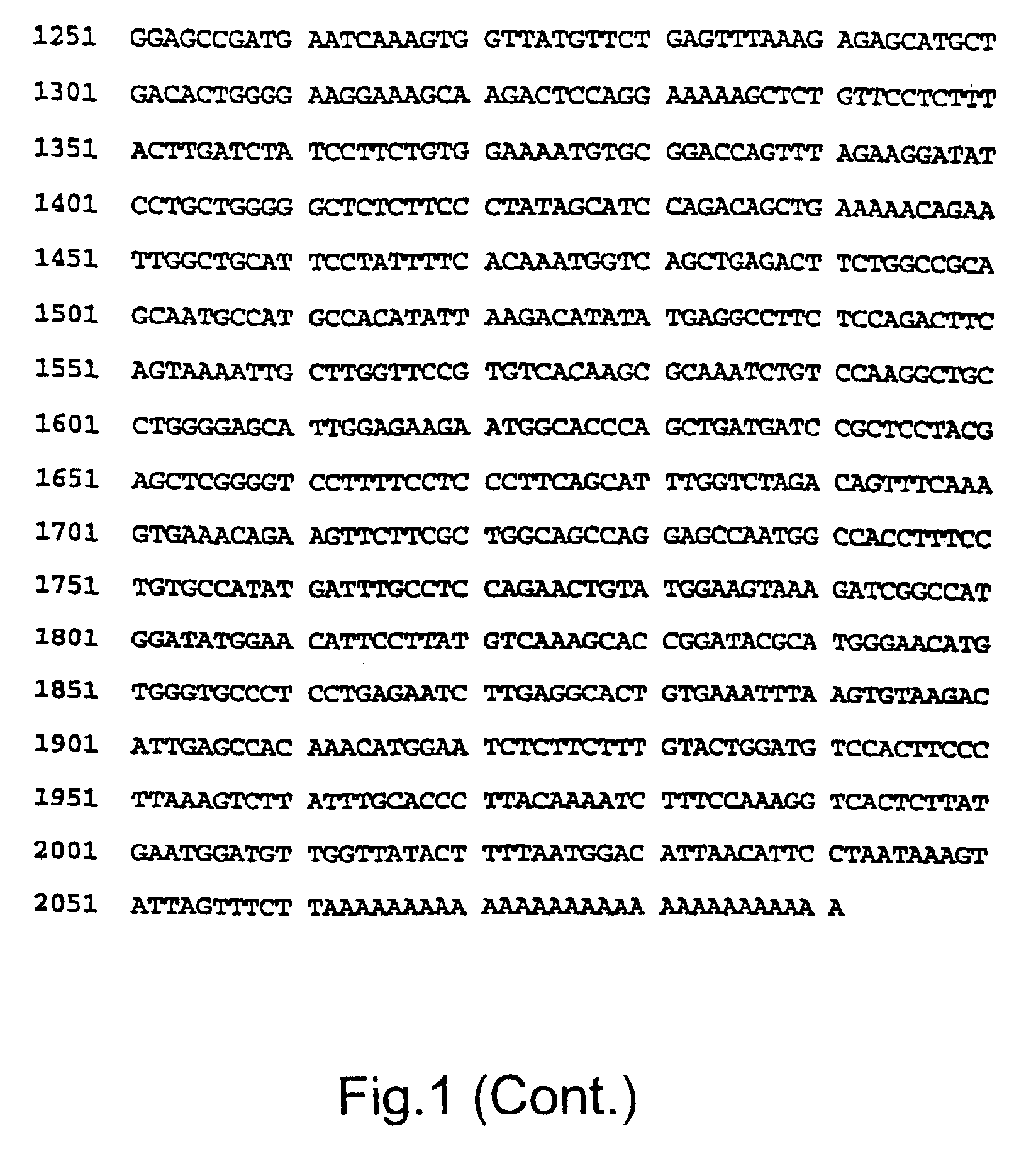 Tyrosine DNA phosphodiesterases (TDP) and related polypeptides nucleic acids vectors TDP producing host cells antibodies and methods of use