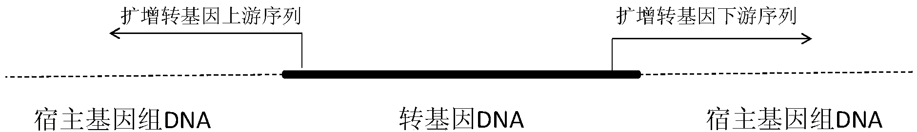 DNA (deoxyribonucleic acid) detection method for quickly distinguishing transgenic plant and product thereof