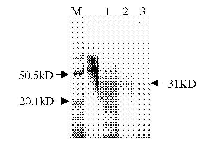 ScFv (single chain variable fragment) antibody used for detecting norfloxacin, and encoding gene and application thereof