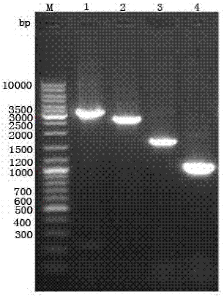 Silkworm recombination baculovirus expressing paraoxonase 1 gene and preparation method and application thereof