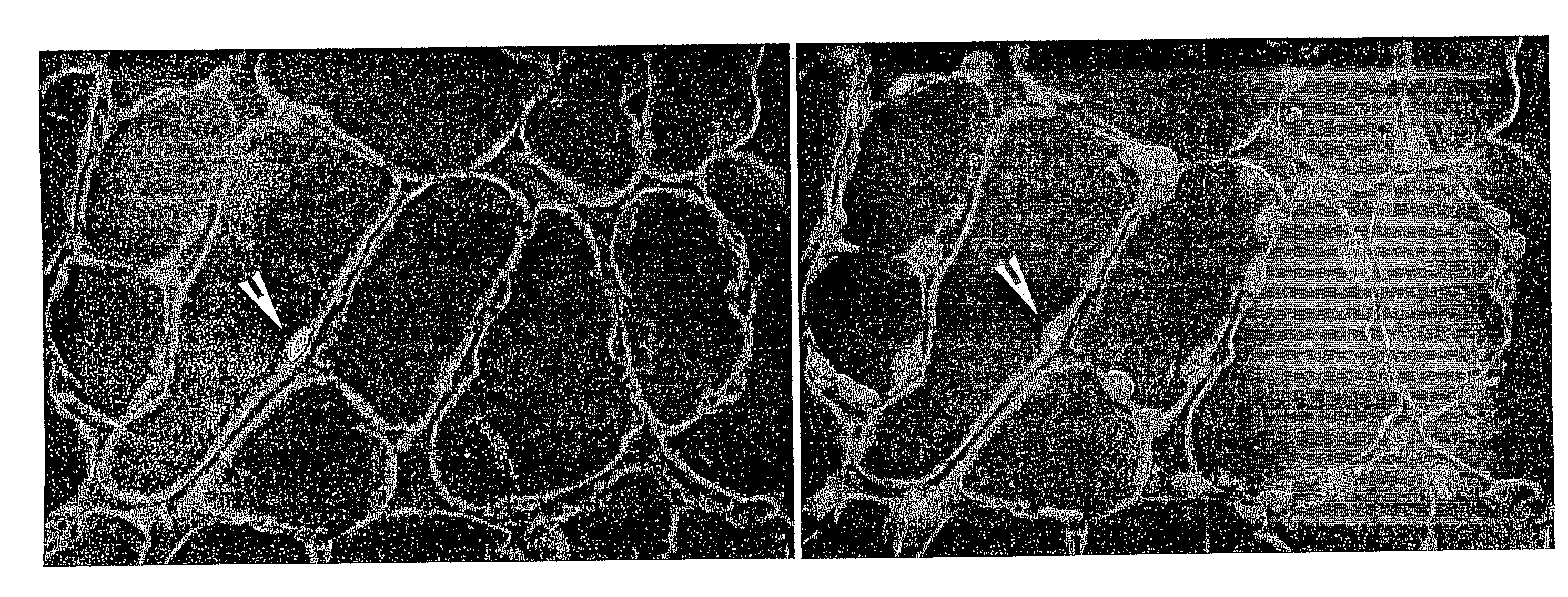 Isolated Muscle Satellite Cells, Use Thereof in Muscle Tissue Repair and Method for Isolating Said Muscle Satellite Cells