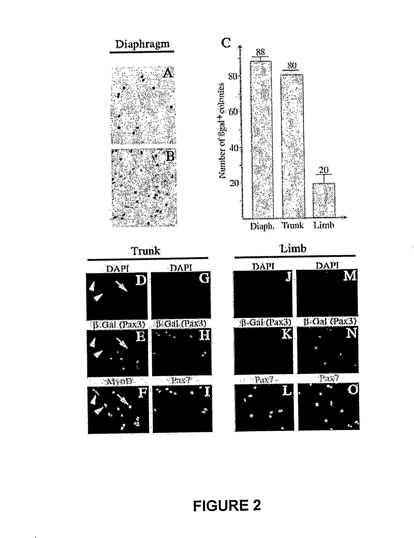 Isolated Muscle Satellite Cells, Use Thereof in Muscle Tissue Repair and Method for Isolating Said Muscle Satellite Cells