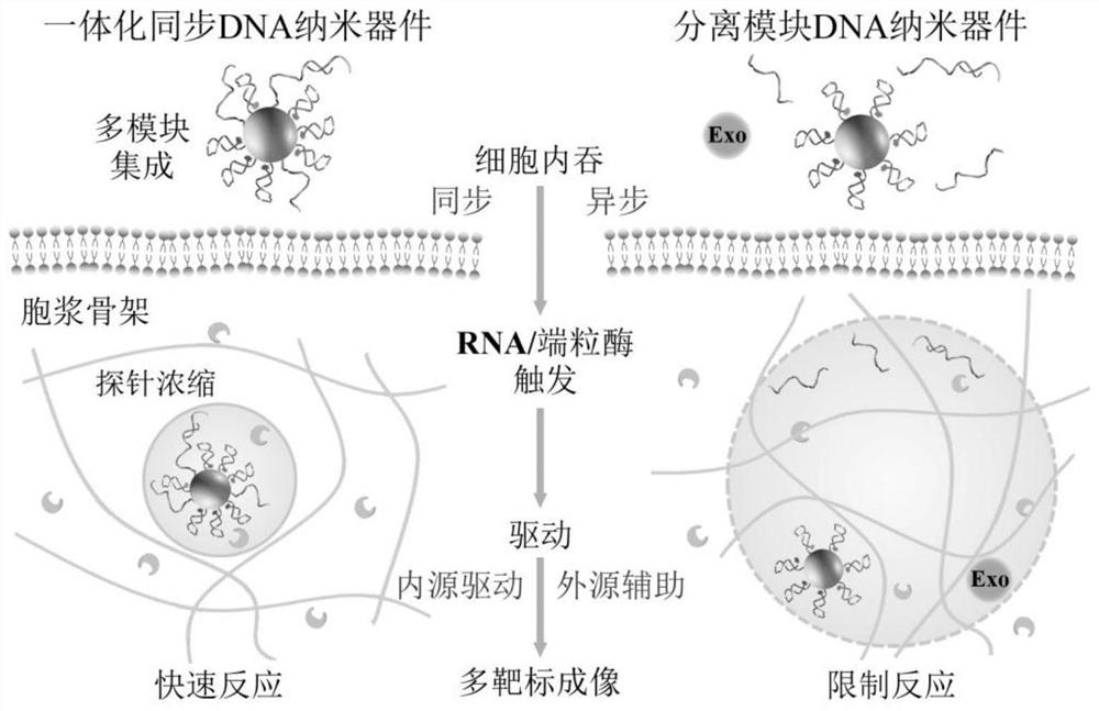 Integrated synchronized dna nanodevice and its live-cell multi-target imaging application and imaging method