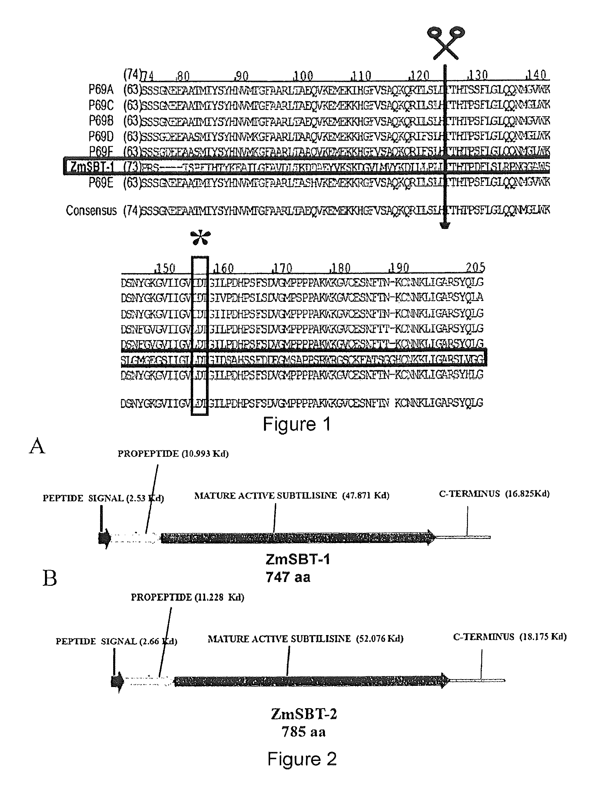 Pedicel specific promoter