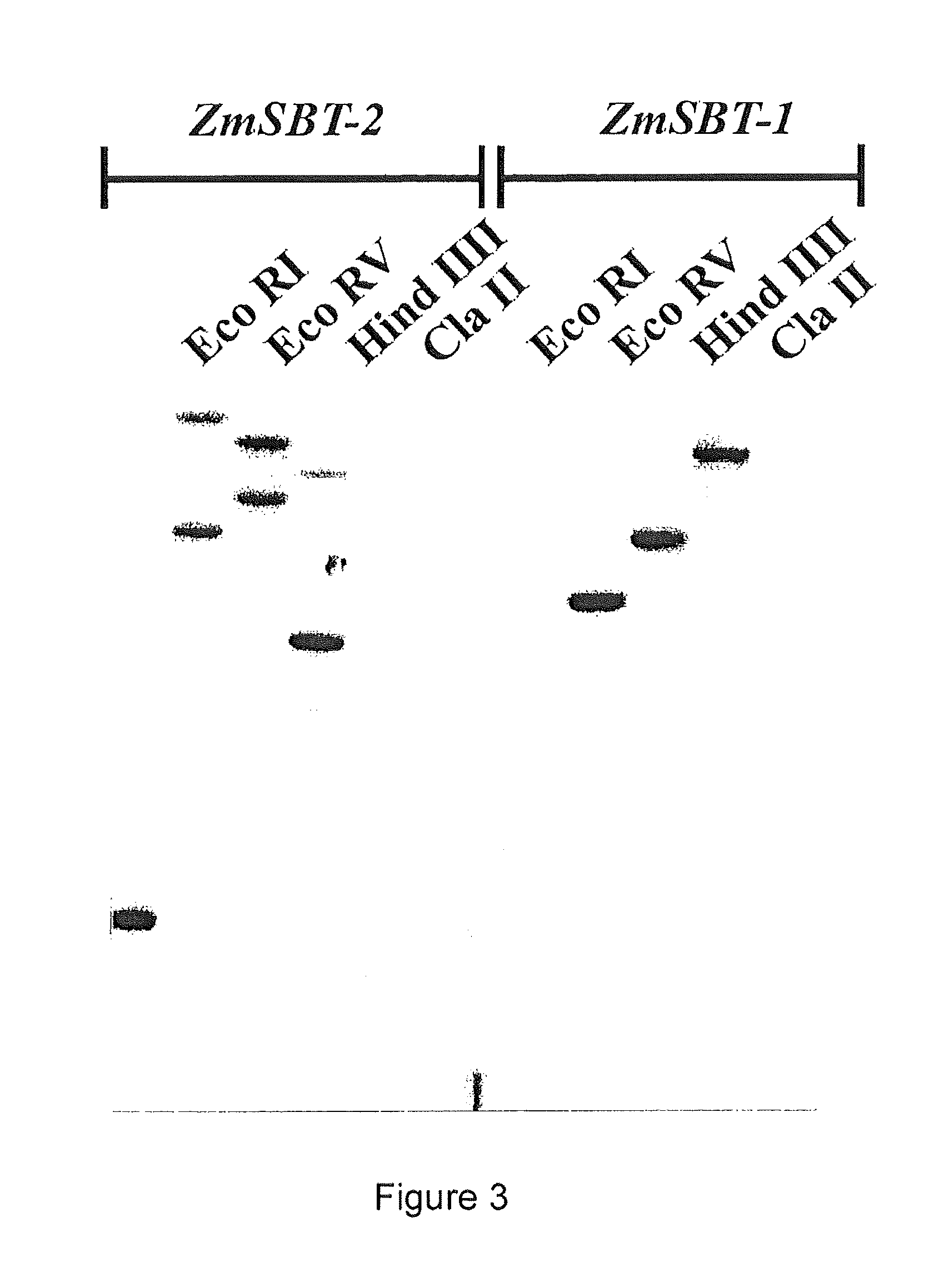 Pedicel specific promoter