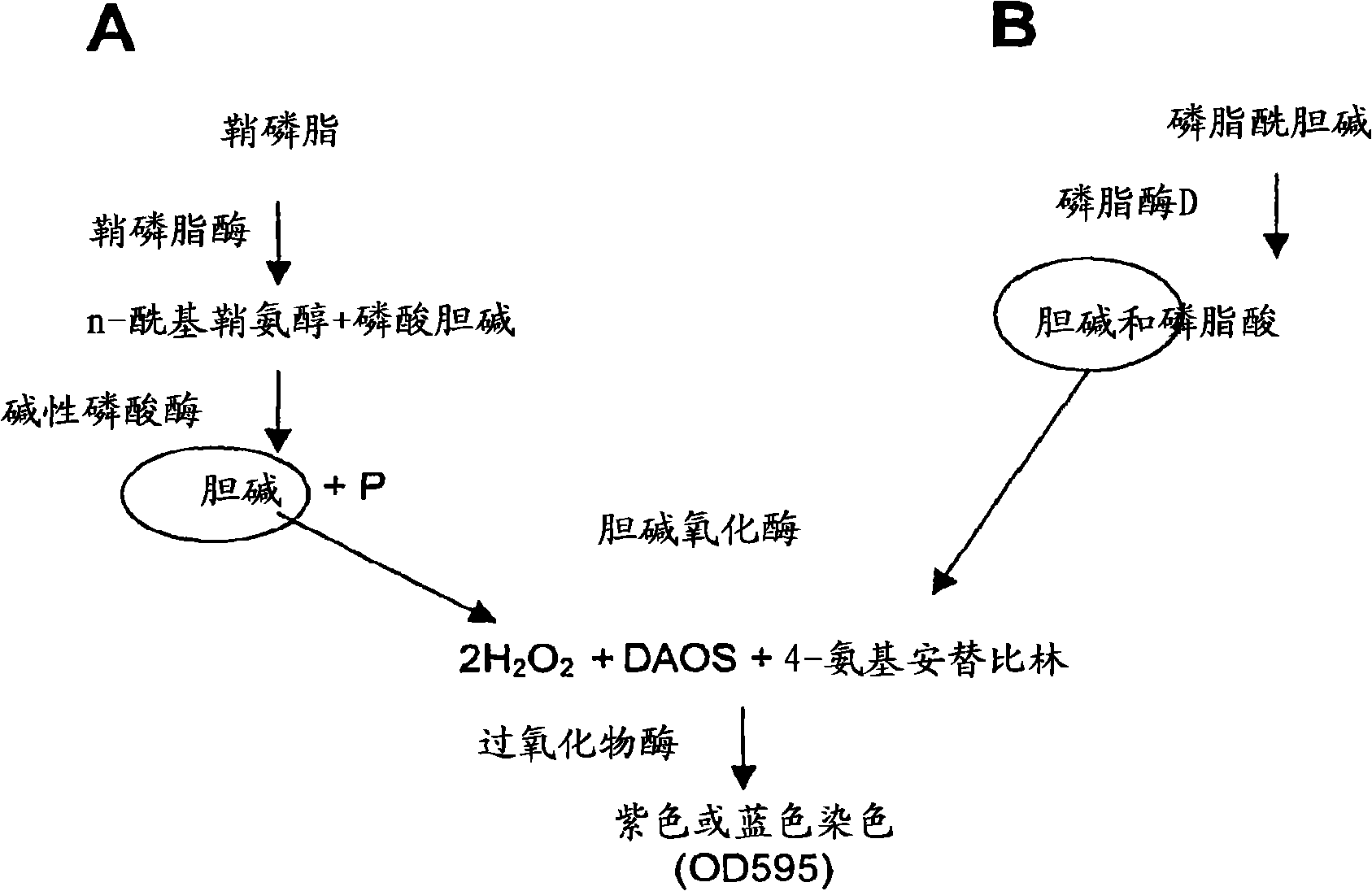 Enzymatic methods for measuring plasma and tissue sphingomylelin and phosphatidylcholine