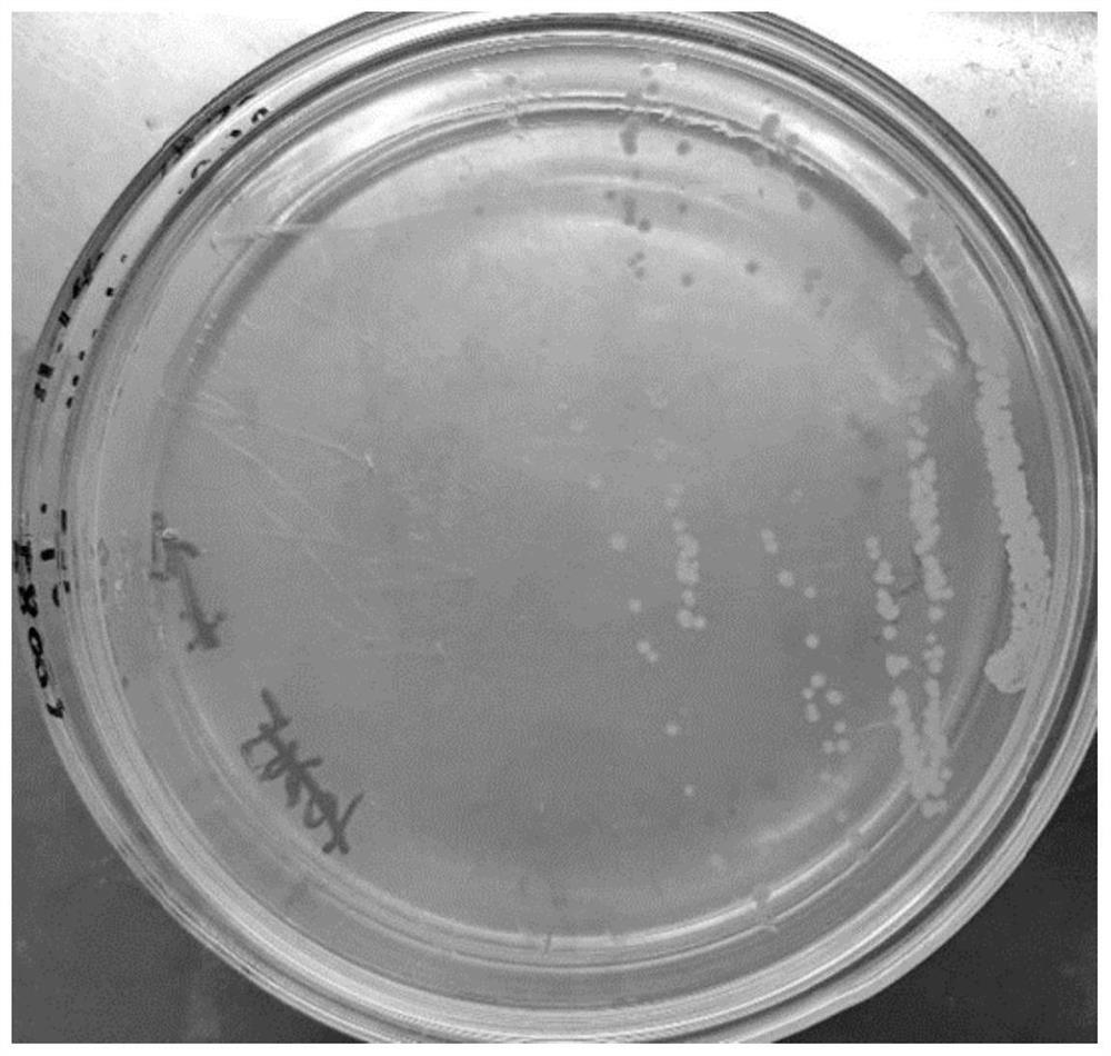 Screening and application of bacillus strain for producing cellulase