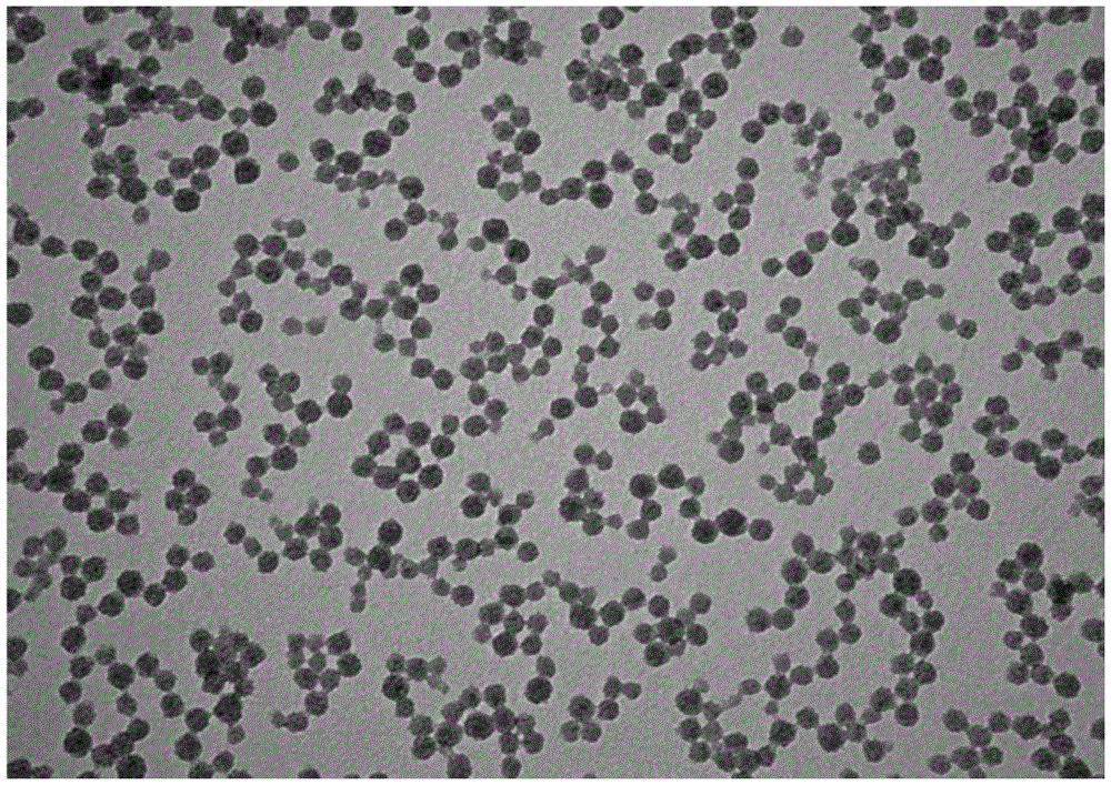 Preparation method of mesoporous silicon nanoparticles with antibody-mediated optomagnetic dual-mode