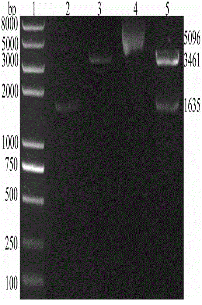 Construction, expression and purification and functional identification of tissue plasminogen activator