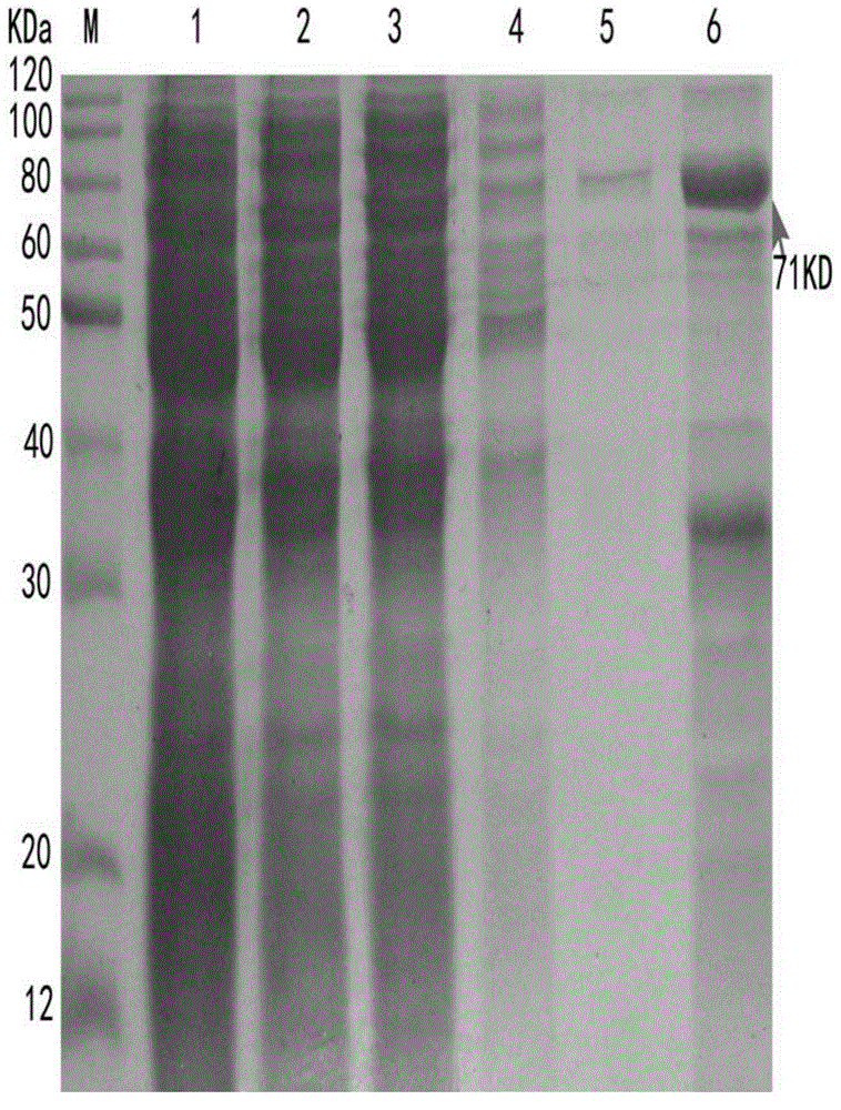 Construction, expression and purification and functional identification of tissue plasminogen activator