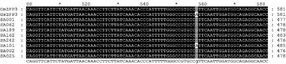 Application of single nucleotide polymorphism site in auxiliary identification of resistance of soybean mosaic virus