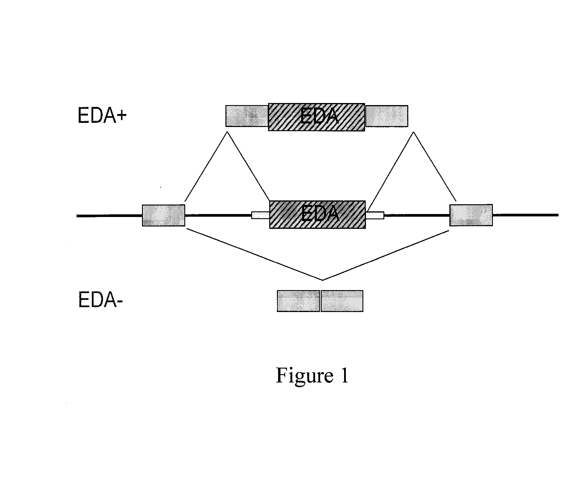 Antisense compounds targeting genes associated with fibronectin