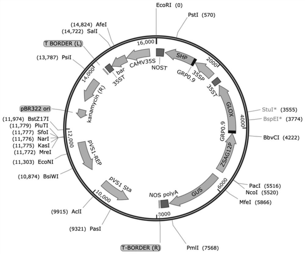 Plant expression vector and application thereof in degradation of rice lignin