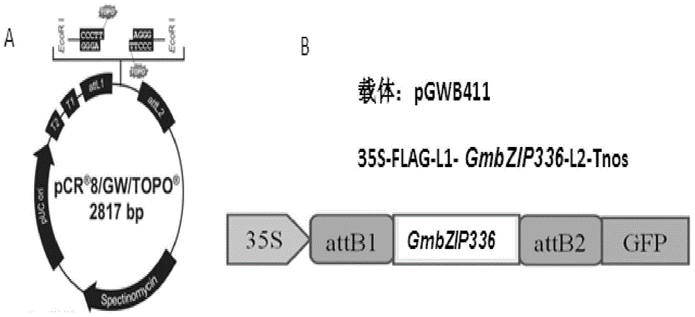 Application of soybean transcription factor GmbZIP336 and soybean transcription factor GmbZIP336 encoding gene in regulation of grain weight of seed