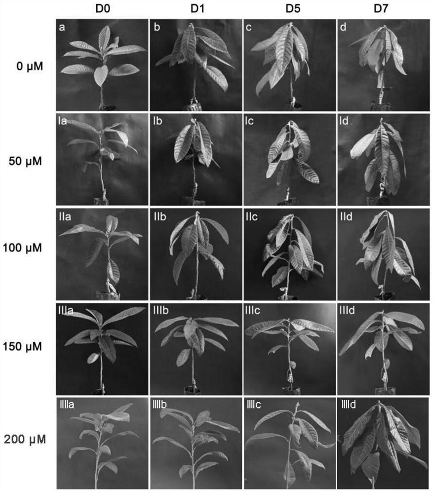 Method for improving drought or/and cold stress resistance of loquat seedlings