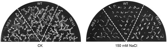 Arabidopsis  <i>tir2</i> Application of Genes in Improving Plant Salt Stress Resistance