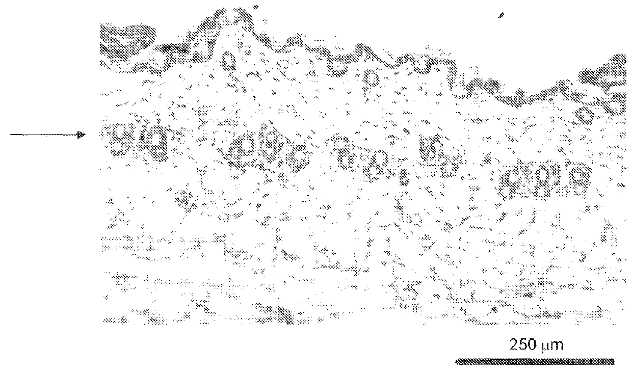 Compositions and uses thereof