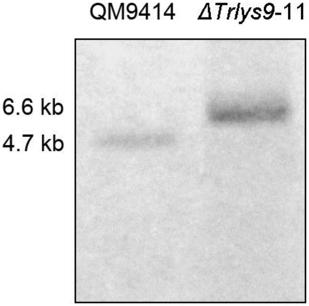 Trichoderma reesei derived reductase and coding gene and application thereof