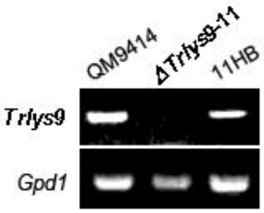 Trichoderma reesei derived reductase and coding gene and application thereof