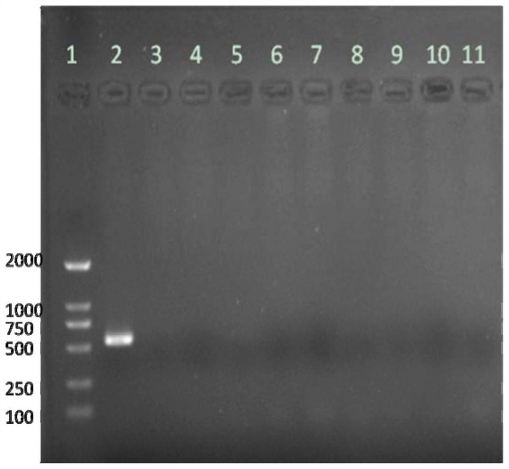 A new Vibrio parahaemolyticus phage with broad lysis spectrum, its specific primers and its application