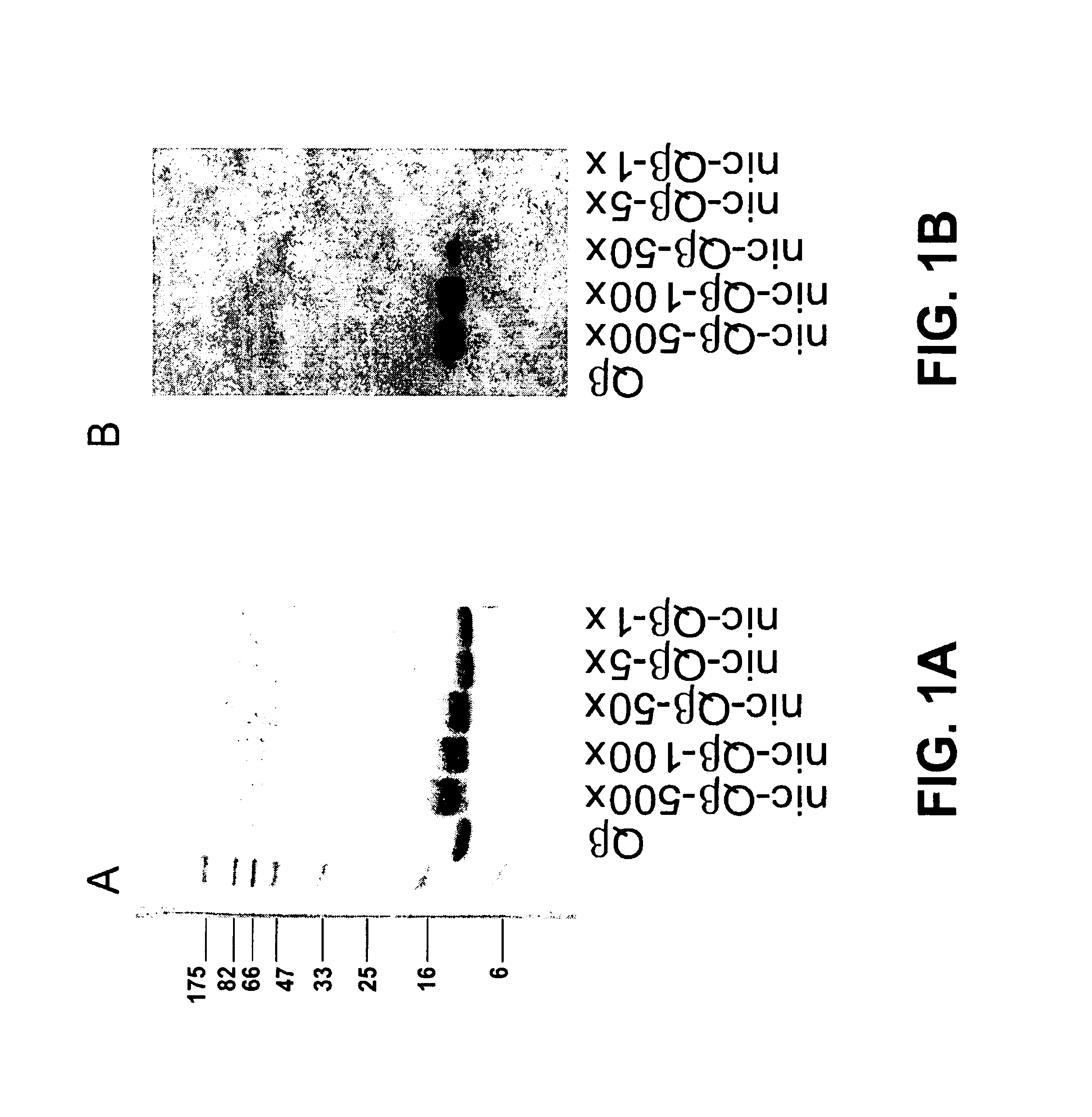 Hapten-carrier conjugates and uses thereof