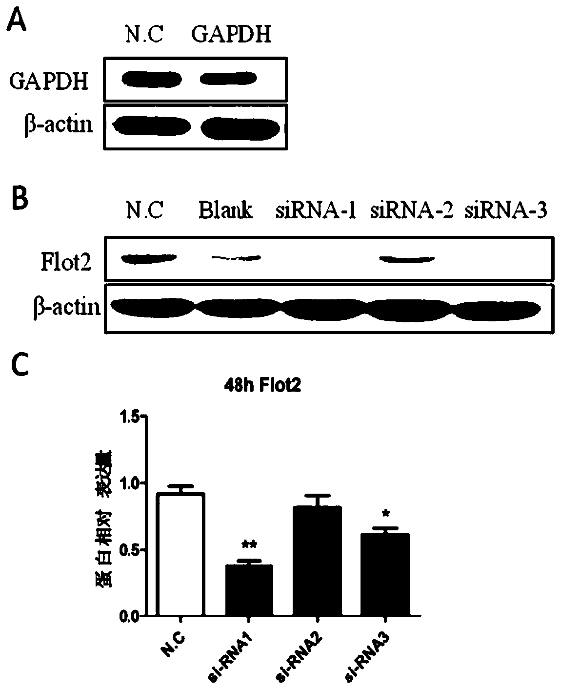 Application of Flot2 inhibitor to inhibition of osteoclast formation and/or osteoclastic activity