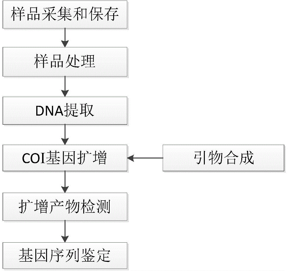 DNA barcoding standard detection sequence for acrossocheilus beijiangensis and applications of DNA barcoding standard detection sequence