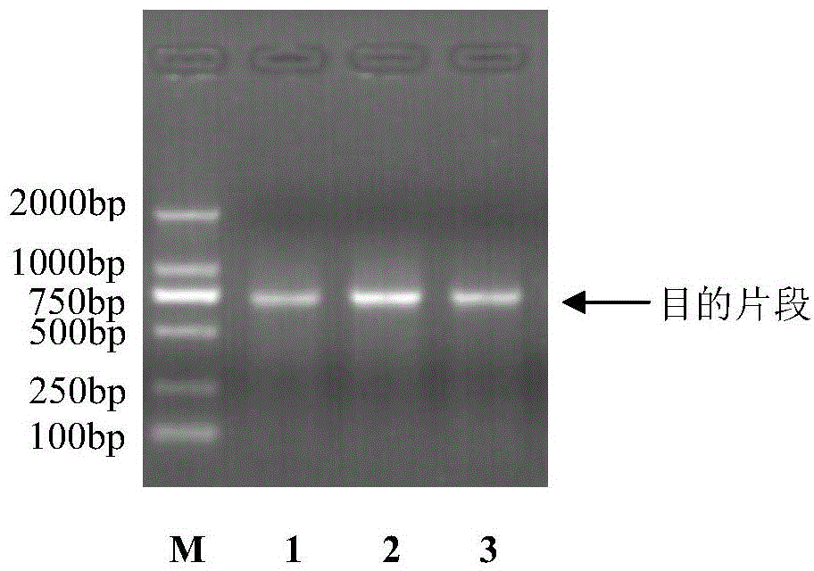 DNA barcoding standard detection sequence for acrossocheilus beijiangensis and applications of DNA barcoding standard detection sequence