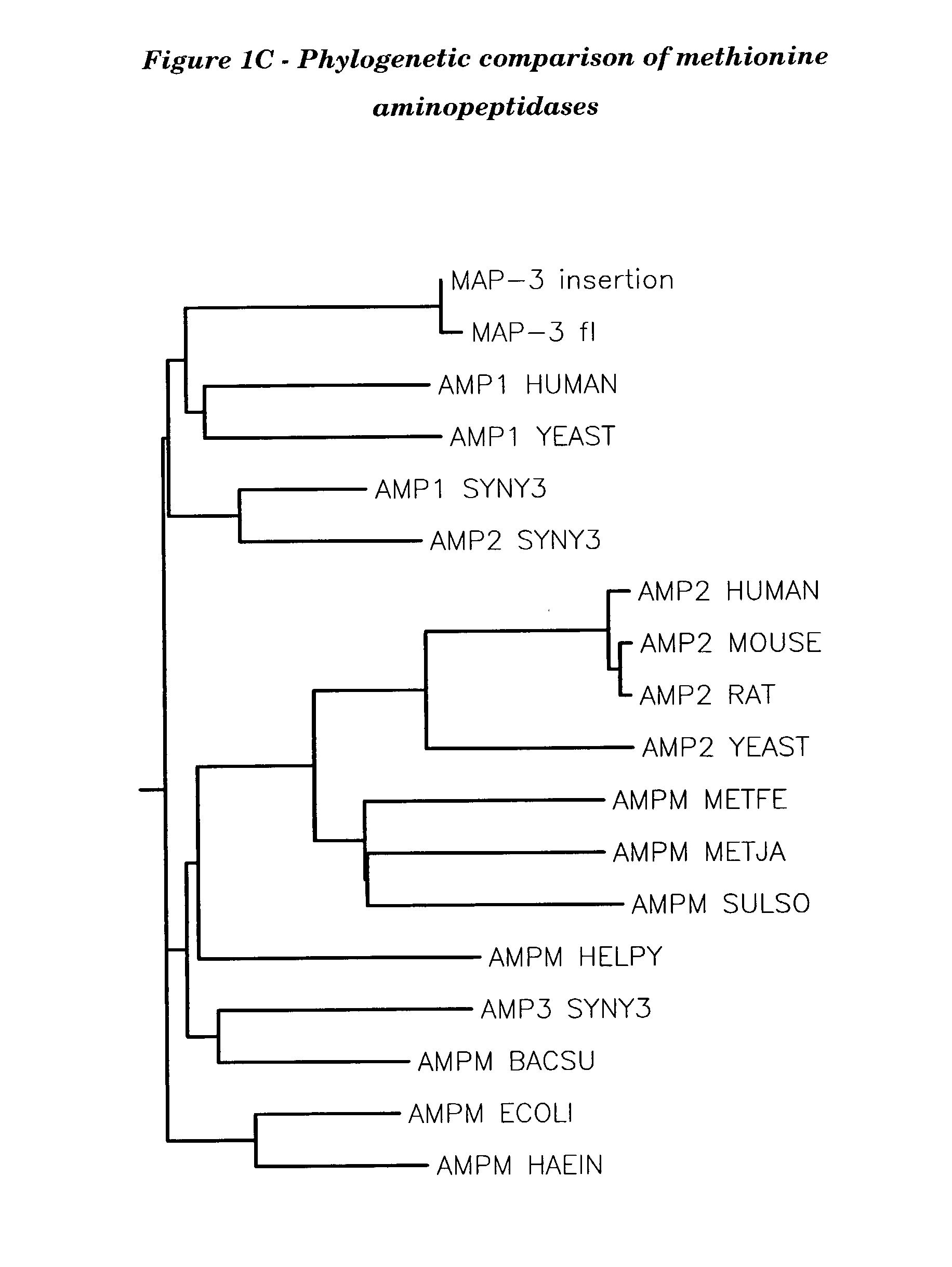 Human methionine aminopeptidase type 3
