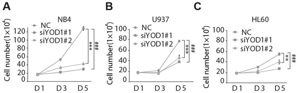 Application of yod1 gene in preparation of drugs for inducing differentiation therapy of leukemia