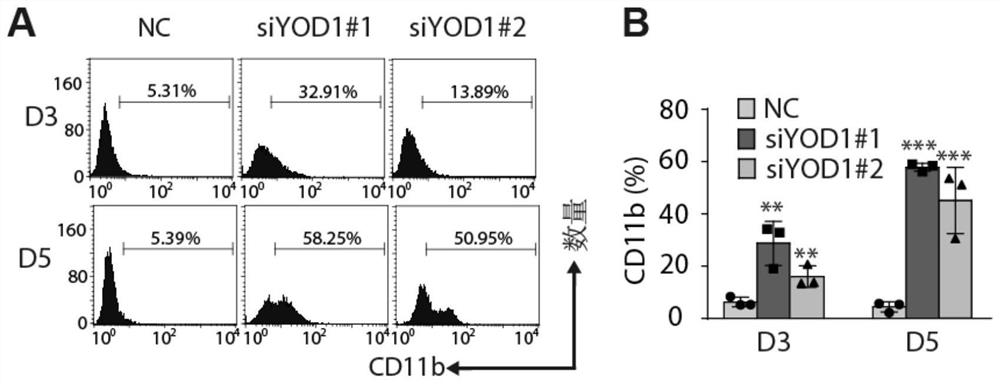 Application of yod1 gene in preparation of drugs for inducing differentiation therapy of leukemia