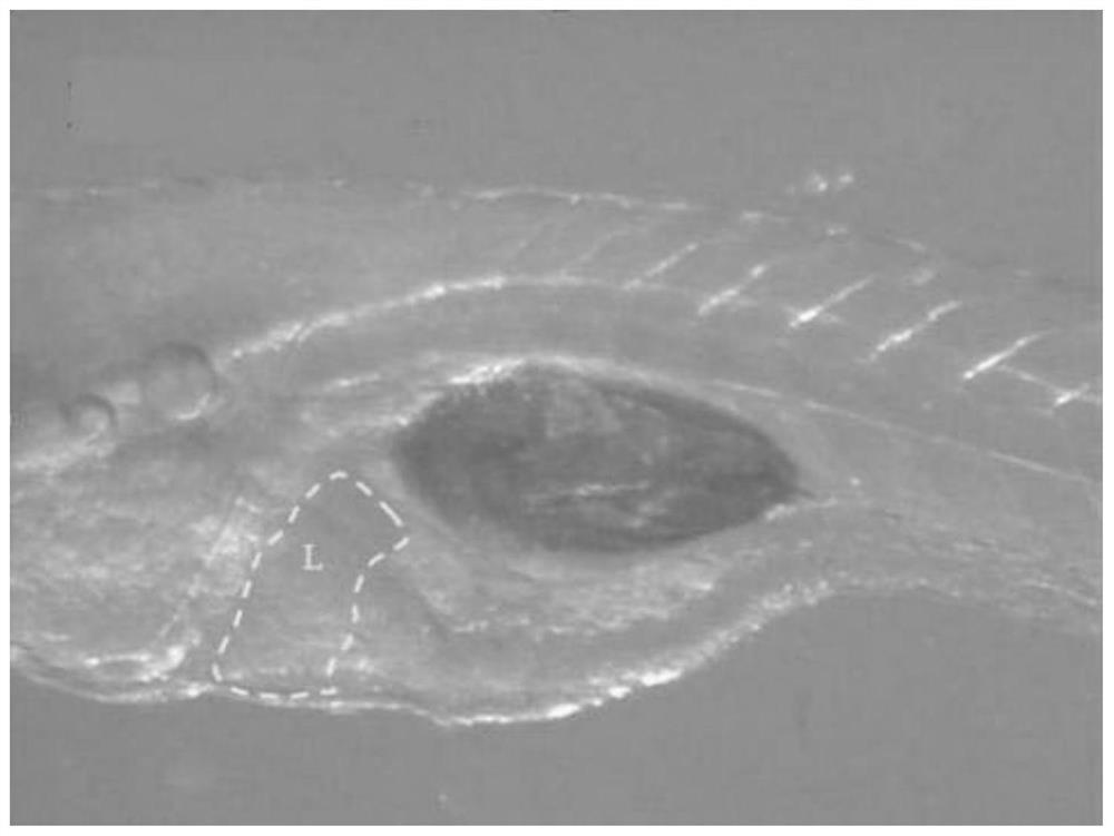 A kind of anti-alcoholic and liver-protecting composition and its preparation method and application