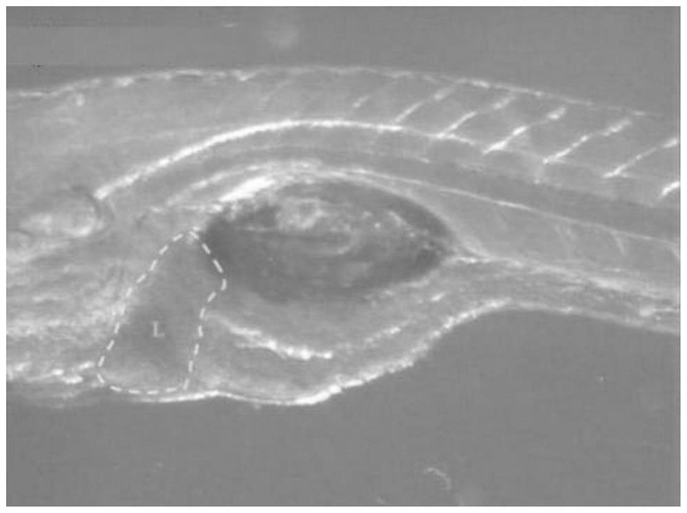 A kind of anti-alcoholic and liver-protecting composition and its preparation method and application