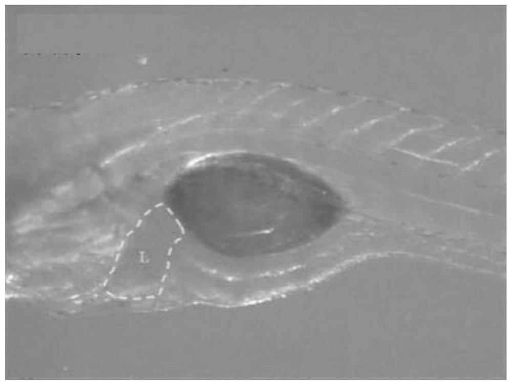 A kind of anti-alcoholic and liver-protecting composition and its preparation method and application