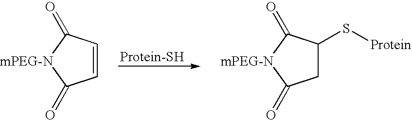 Methylmaleimidyl polymer derivatives