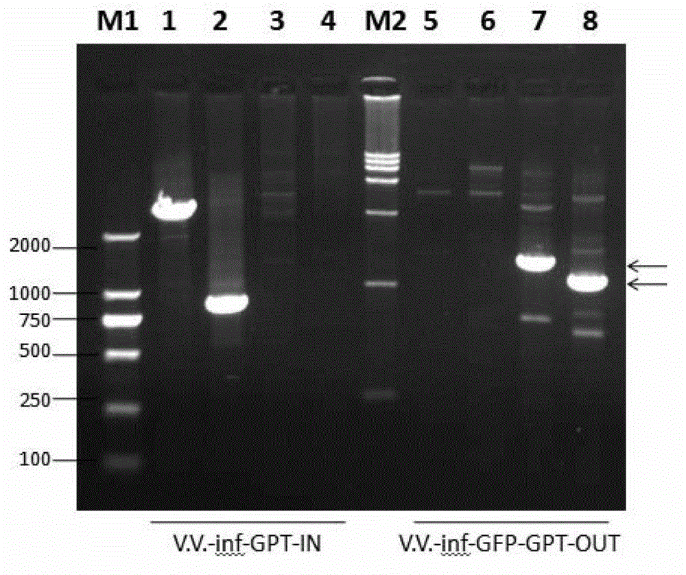 GFP (Green Fluorescent Protein) tracing system of mouse hepatitis coronavirus and application of tracing system