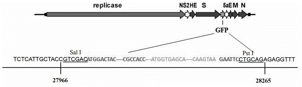 GFP (Green Fluorescent Protein) tracing system of mouse hepatitis coronavirus and application of tracing system