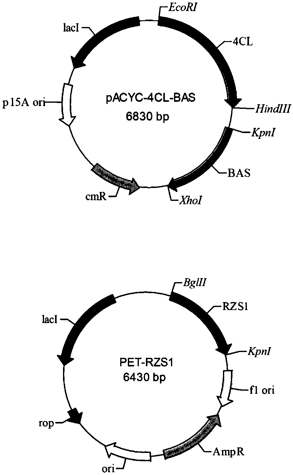 Method using biological method to prepare raspberry ketone