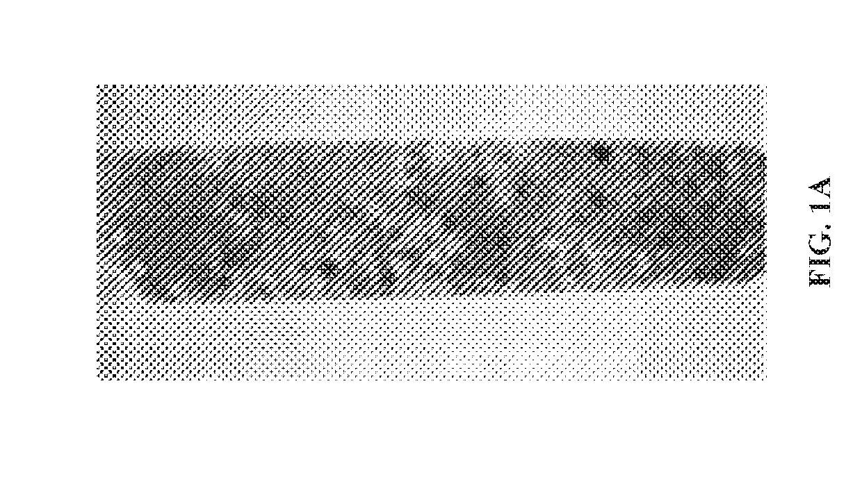Fungal species, compositions derived therefrom, and uses thereof
